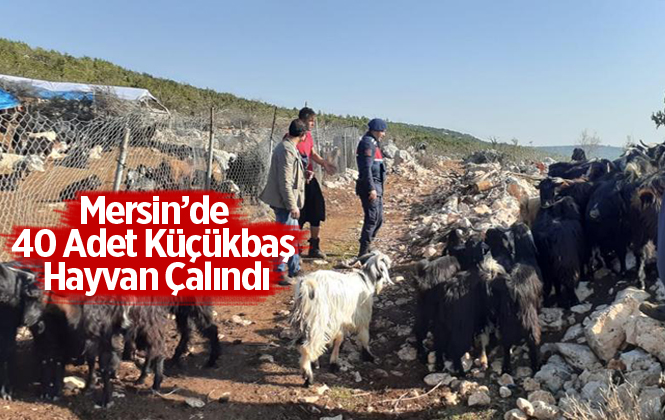 Mersin’de 40 Adet Küçükbaş Hayvan Çalındı