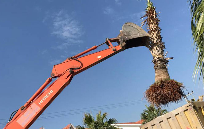 Mersin Silifke'de Yangında Zarar Gören Palmiyeler, Taşınarak Bakıma Alındı