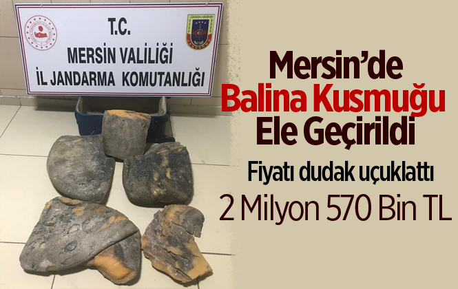 Mersin'de Balina Kusmuğu Ele Geçirildi