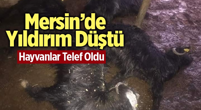 Mersin Gülnar’da Yıldırım Düştü Çok Sayıda Küçükbaş Hayvan Telef Oldu