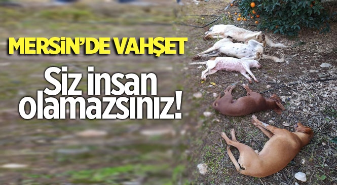 Mersin'de Zehir Verilen Köpekler Telef Oldu