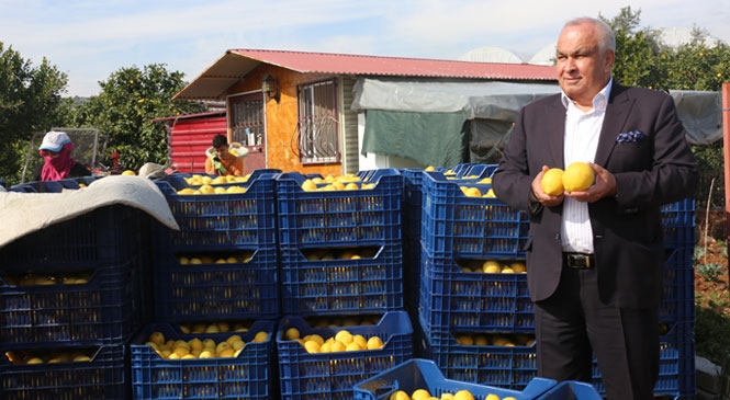 Erdemli Başkan Tollu: "Limon Tüketin, Hastalıklardan Korunun!"