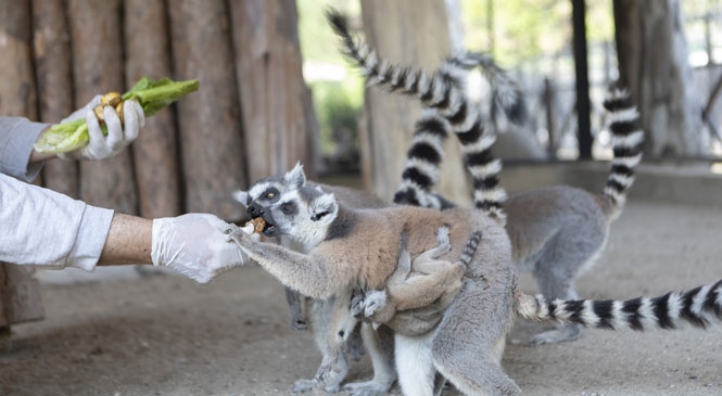 Tarsus Doğa Parkı’nın Sevimli Üyesi Lemur, Ender Görülen Bir Doğumla İki Yavru Dünyaya Getirdi