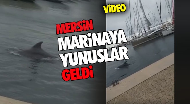 Sessizliğe Bürünen Mersin Marina’da Yunus Balıkları Görüldü