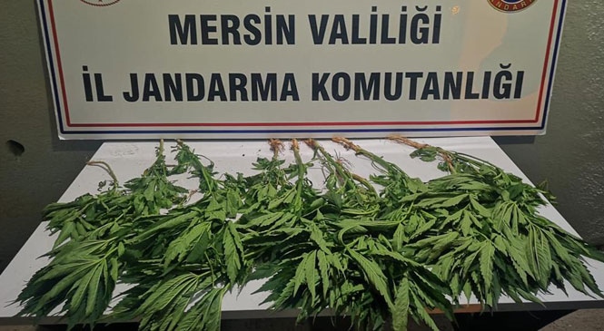 Mersin Bozyazı Gözsüzce Mahallesinde Tavuk Kümesinin Etrafına Ekilmiş Yasadışı Kenevir Bitkisi Ele Geçirildi