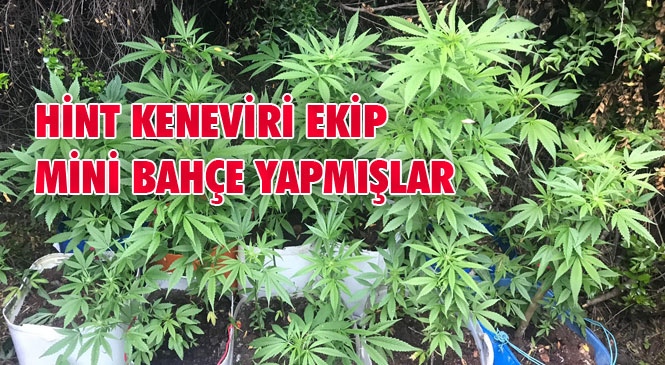 Jandarma, Mersin Mezitli Çevlik Mahallesindeki Bir Evin Bahçesinde Yasadışı Ekilmiş Hint Keneviri Yakalandı