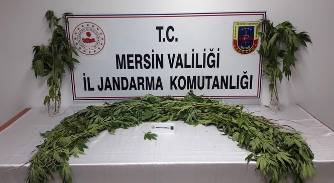 Mersin Tarsus'ta Jandarma Ekiplerince Tarlaya Ekilmiş 226 Kök Hint Keneviri Bitkisi Ele Geçirildi