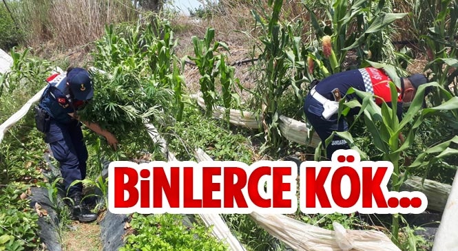 Mersin'in Silifke ve Anamur İlçelerinde Jandarma Ekipleri Tarafından Uyuşturucu Madde Elde Etmek Amacıyla Yasadışı Ekime Yönelik Operasyon