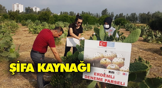 Mersin Erdemli’de Yetişen Hint İncirinin Çiçeği Rahatsızlıklara Şifa Oluyor