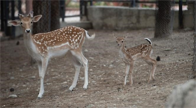 Geyik ve Ceylanlar Yeni Doğumlarla Çoğaldı! Tarsus Doğa Parkı’nın Doğum Sezonu Ceylan ve Geyik Yavruları İle Sona Erdi