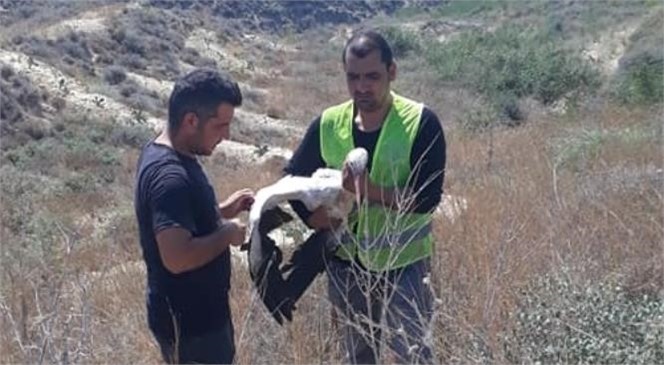 Yaralı Leyleğe Büyükşehir Personelleri Sahip Çıktı