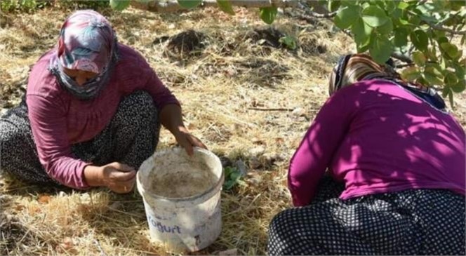 Mersin Silifke'de Antep Fıstığı Hasadı Başladı