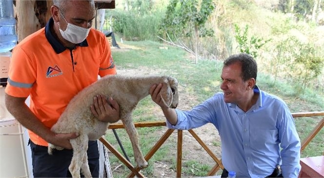 Aldığı Bakımla Ölümden Dönen Öksüz, Tarsus Doğa Parkı’nın Maskotu Oldu! Tarsus Doğa Parkı Kliniğinde Farklı Türdeki Canlılar Hayata Tutunuyor