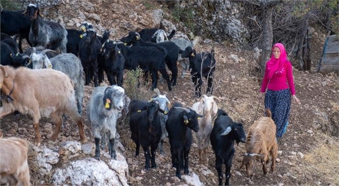 Mersin Büyükşehir’in Küçükbaş Hayvan Dağıtım Projesi İle Kadınlar da Aileler de Kazanıyor