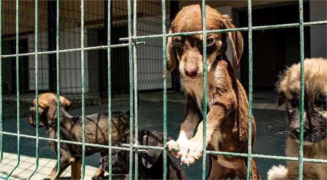 Kaşlı Geçici Hayvan Bakımevi Salı Günleri Ziyarete Kapanacak