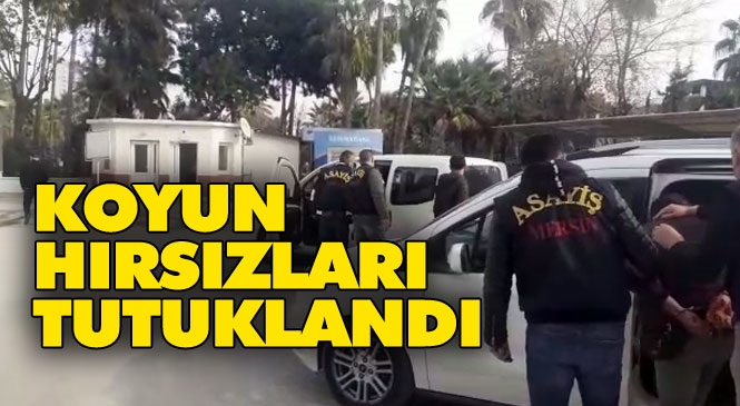 Mersin Toroslar Çopurlu'daki Çiftlikten Gece Yarısı Çalınan Koyunların İzi Sürüldü: Koyunlar Bulundu Hırsızlar Tutuklandı