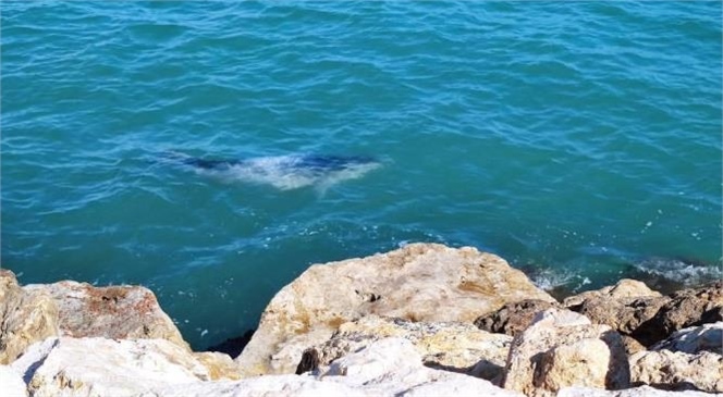 Mersin Sahilinde Fok Balığı Heyecanı