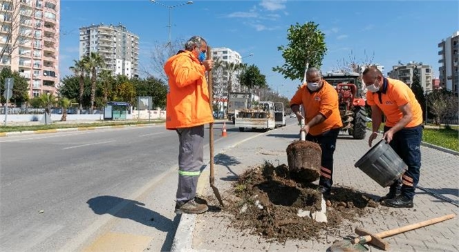 Mersin Büyükşehir, Kaldırımları Hem Yeniliyor Hem Bitkilendiriyor