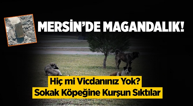 Mersin'in Yenişehir İlçesi Gökçebelen Mahallesinde Sokak Köpeğine Silahla Ateş Edildiği İddiası Tepki Çekti