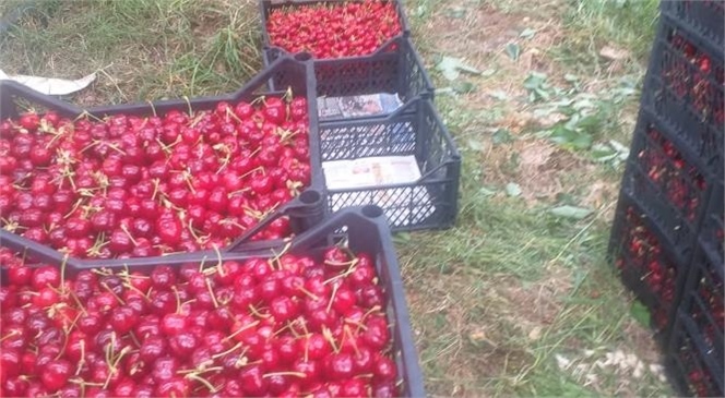 Mersin Erdemli’de Çiftçiler Kiraz Hasadına Başladı