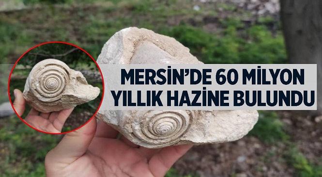 Mersin’de 60 Milyon Yıl Öncesine Ait Olduğu Tahmin Edilen Fosil Bulundu