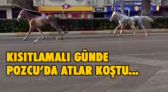 Mersin’de Kısıtlamalı Pazar Günü Boş Caddeler, İplerinin Çözülmesiyle Kaçtıkları Düşünülen Başıboş Dolaşan Atlara Kaldı