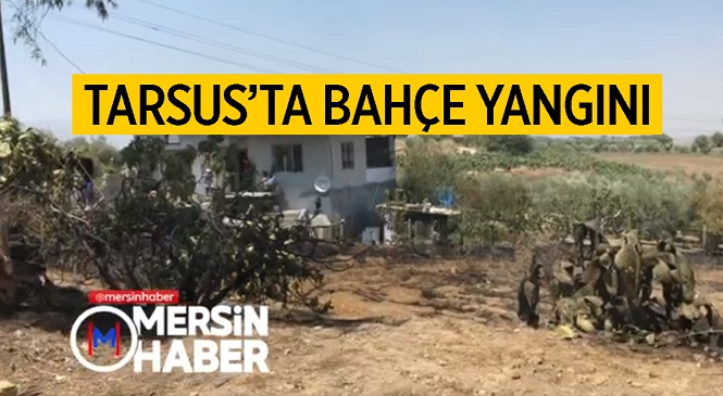 Mersin’in Tarsus İlçesinde Bulunan Zeytin Bahçesi Alevlere Teslim Oldu