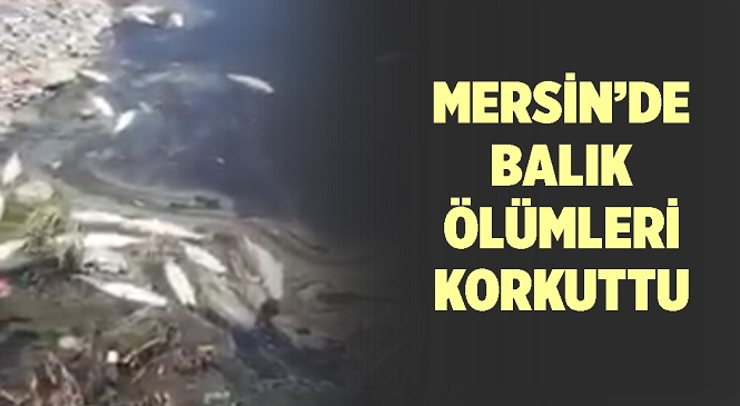 Mersin’in Bozyazı İlçesinde Korkutan Olay! Derede Bulunan Çok Sayıda Balık Öldü