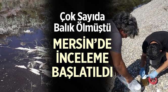 Mersin'in Bozyazı İlçesinde, Sarıgöl'de Meydana Gelen Balık Ölümleri Sonrası İnceleme Başlatıldı