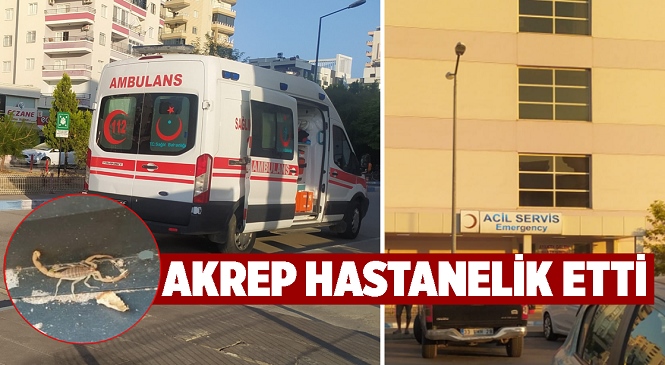 Mersin’de Korkutan Olay! Akrebin Soktuğu Yabancı Uyruklu Şahıs Hastaneye Kaldırıldı