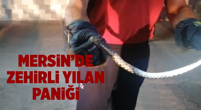 Mersin'de Eve Giren Zehirli Yılan Korku Dolu Anlar Yaşattı! İtfaiye Ekipleri Seferber Oldu