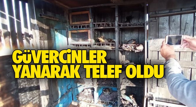 Mersin’de Ateşe Verilen Kuş Kafesindeki 27 Güvercin Yanarak Telef Oldu