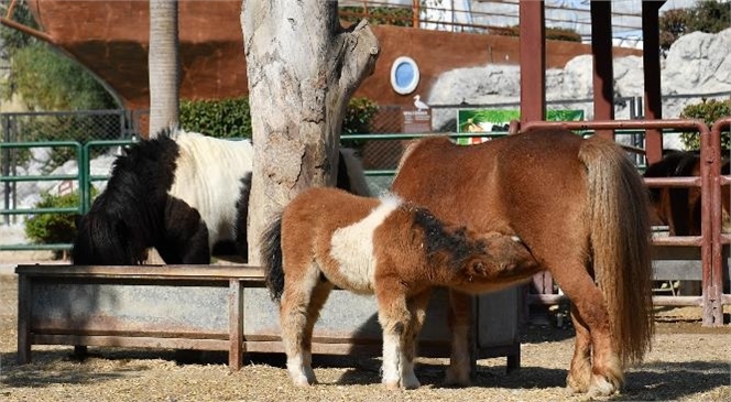 Başkan Seçer’in İsmini Verdiği Midilli Yavrusu "Garip" Büyük İlgi Görüyor