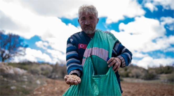 Atalık Nohut Tohumları Toprakla Buluştu