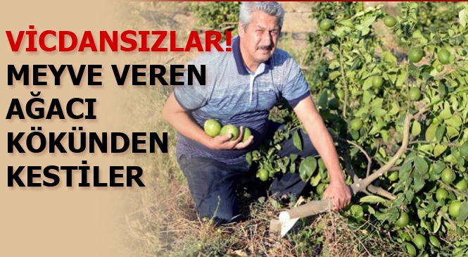 Mersin'de 600 Adet Meyve Veren Ağacı Kökünden Kestiler