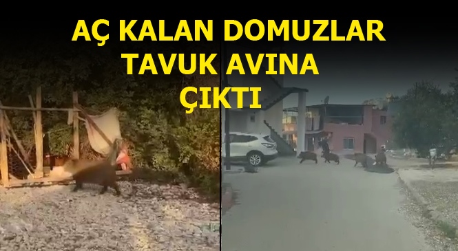 Mersin Ayaş'ta Evlerin Arasında Dolaşan Domuzlar Tavuk Çaldı