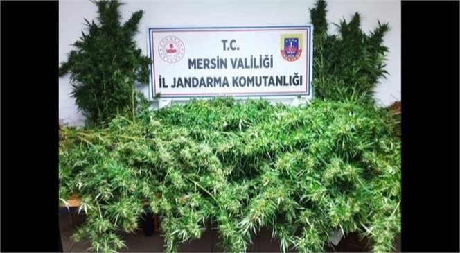 Jandarmadan Tarsus ve Çamlıyayla'da Uyuşturucu Operasyonu