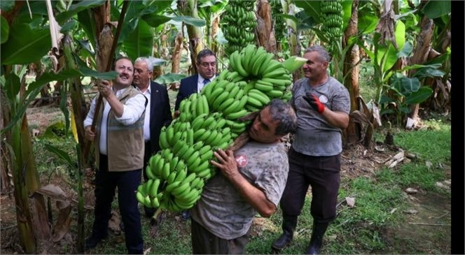 VALİ PEHLİVAN, ANAMUR'Da MUZ HASADI GERÇEKLEŞTİRDİ